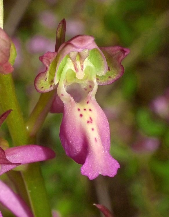 Orchis x willingiorum (O.provincialis  x O.spitzelii) in Grecia 2016