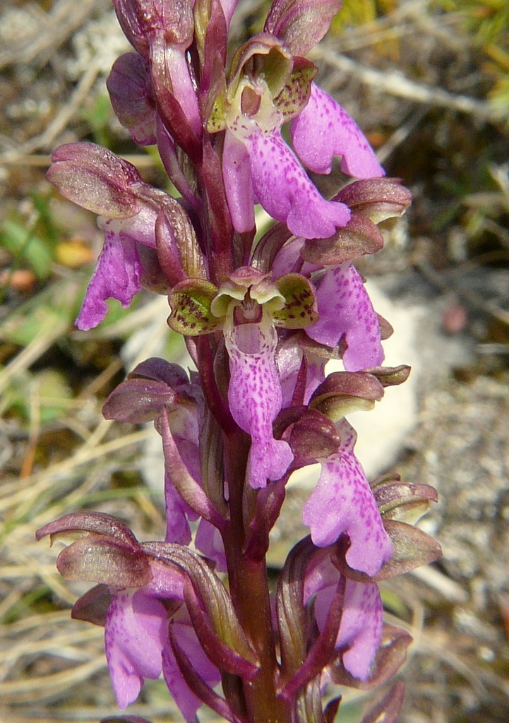 Orchis spitzelii / Orchide di Spitzel