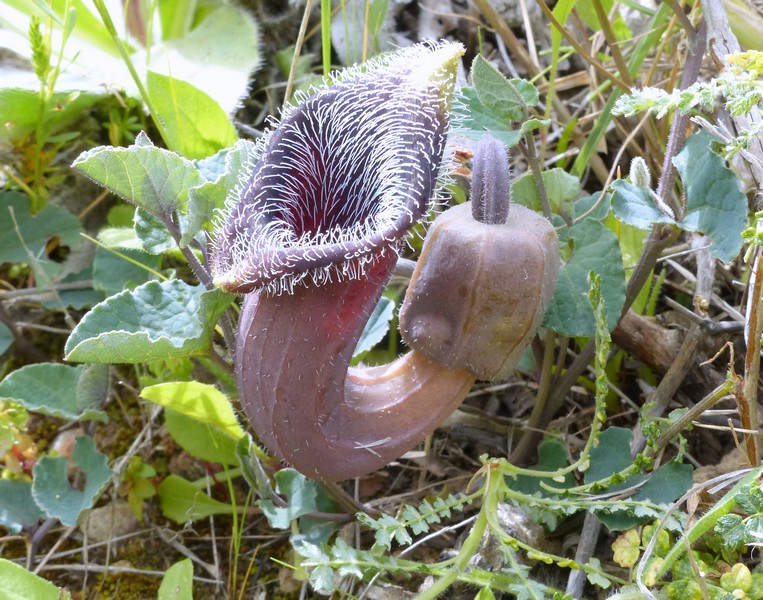 Aristolochia cretica -  aprile 2016