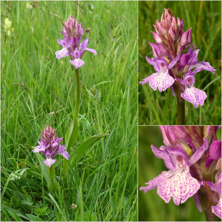 Dactylorhiza e Pirenei orientali: Encamp, Col de Puymorens, Montgrony giugno 2016