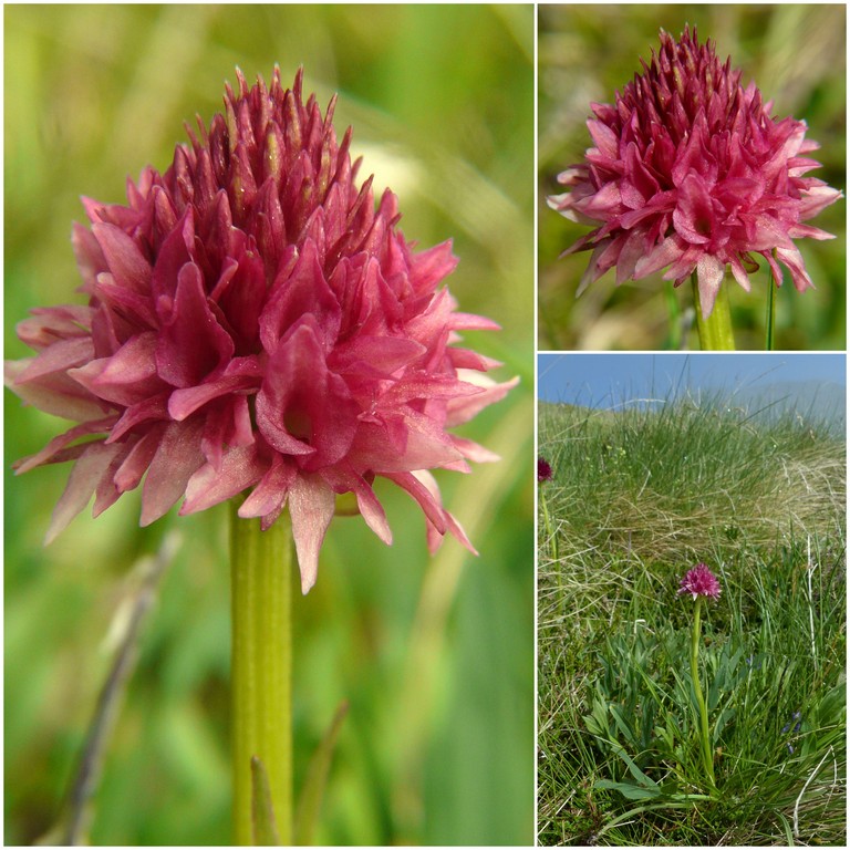 Nigritella gabasiana - Andorra e Catalogna 25_29 giugno 2016