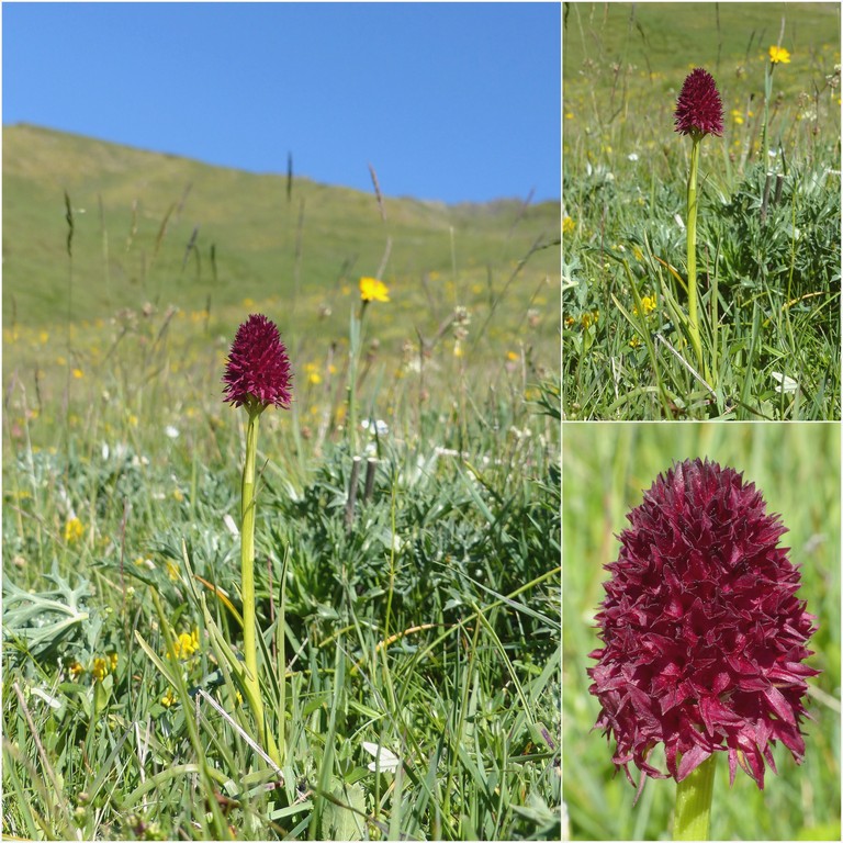 Nigritella gabasiana - Andorra e Catalogna 25_29 giugno 2016