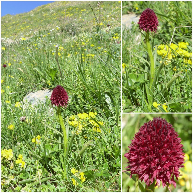 Nigritella gabasiana - Andorra e Catalogna 25_29 giugno 2016