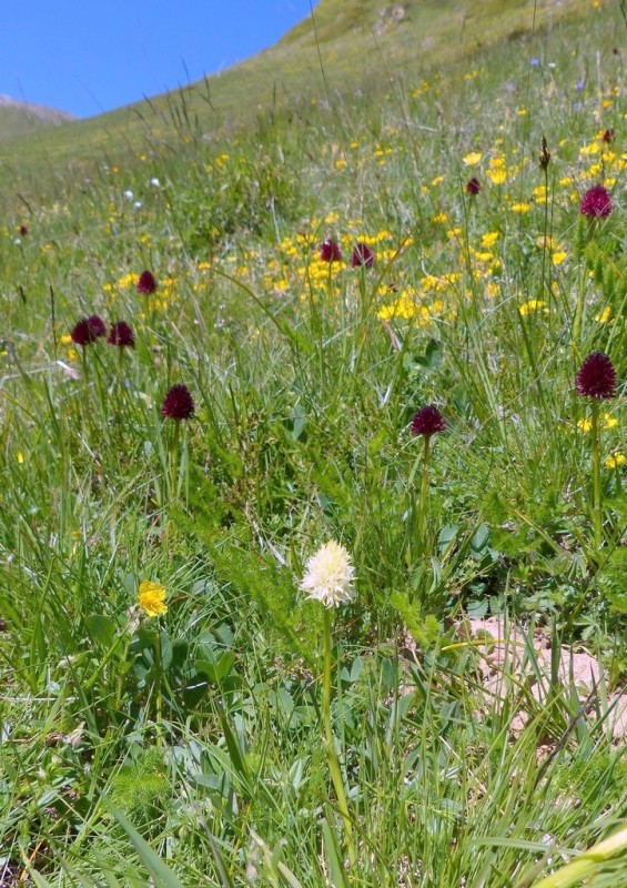 Nigritella gabasiana - Andorra e Catalogna 25_29 giugno 2016