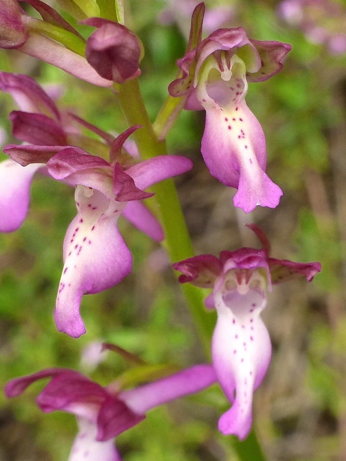 Orchis x willingiorum (O.provincialis  x O.spitzelii) in Grecia 2016