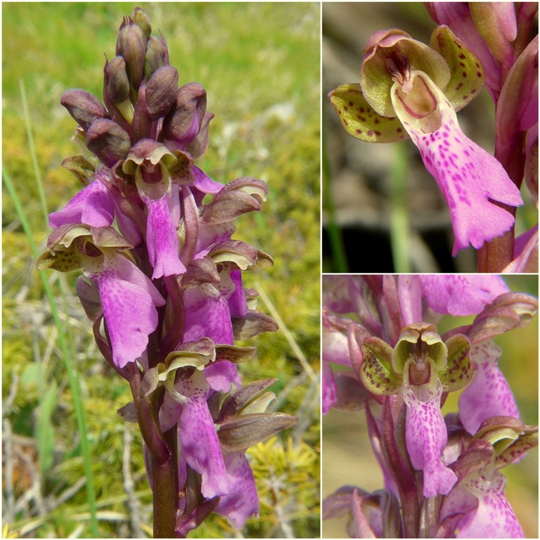 Orchis spitzelii / Orchide di Spitzel