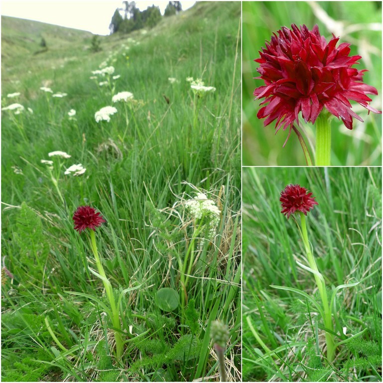 Nigritella gabasiana - Andorra e Catalogna 25_29 giugno 2016