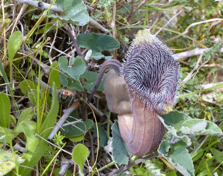 Aristolochia cretica -  aprile 2016