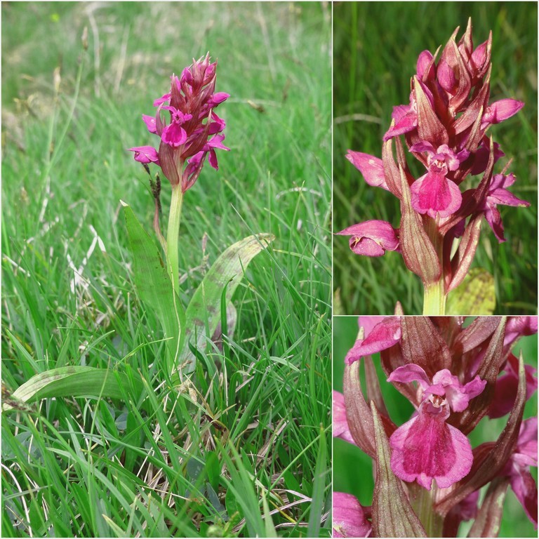 Dactylorhiza e Pirenei orientali: Encamp, Col de Puymorens, Montgrony giugno 2016