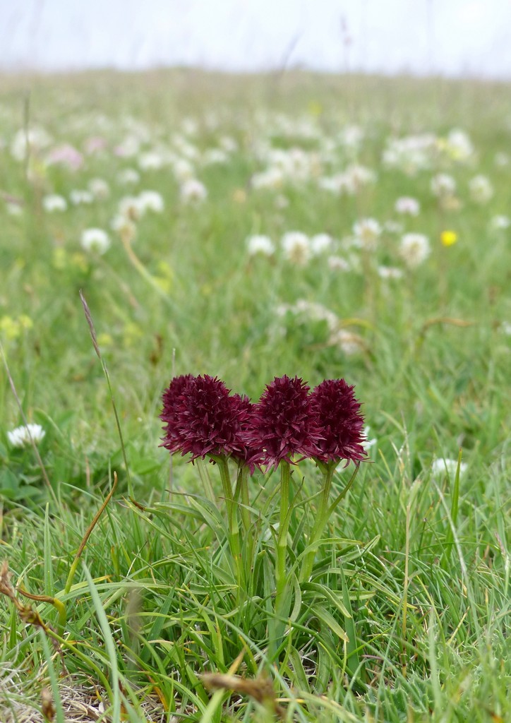 Nigritella gabasiana - Andorra e Catalogna 25_29 giugno 2016