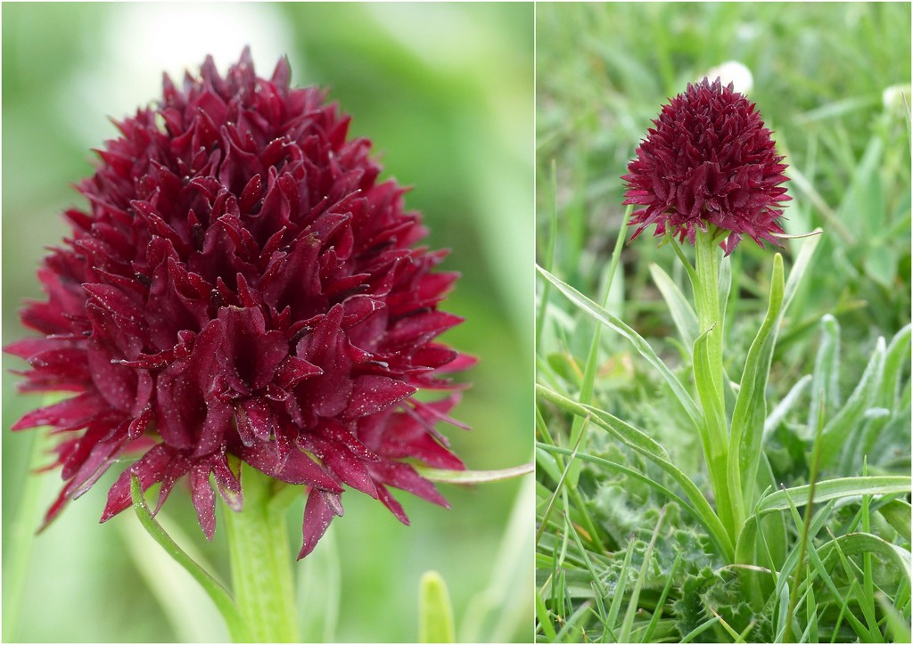 Nigritella gabasiana - Andorra e Catalogna 25_29 giugno 2016