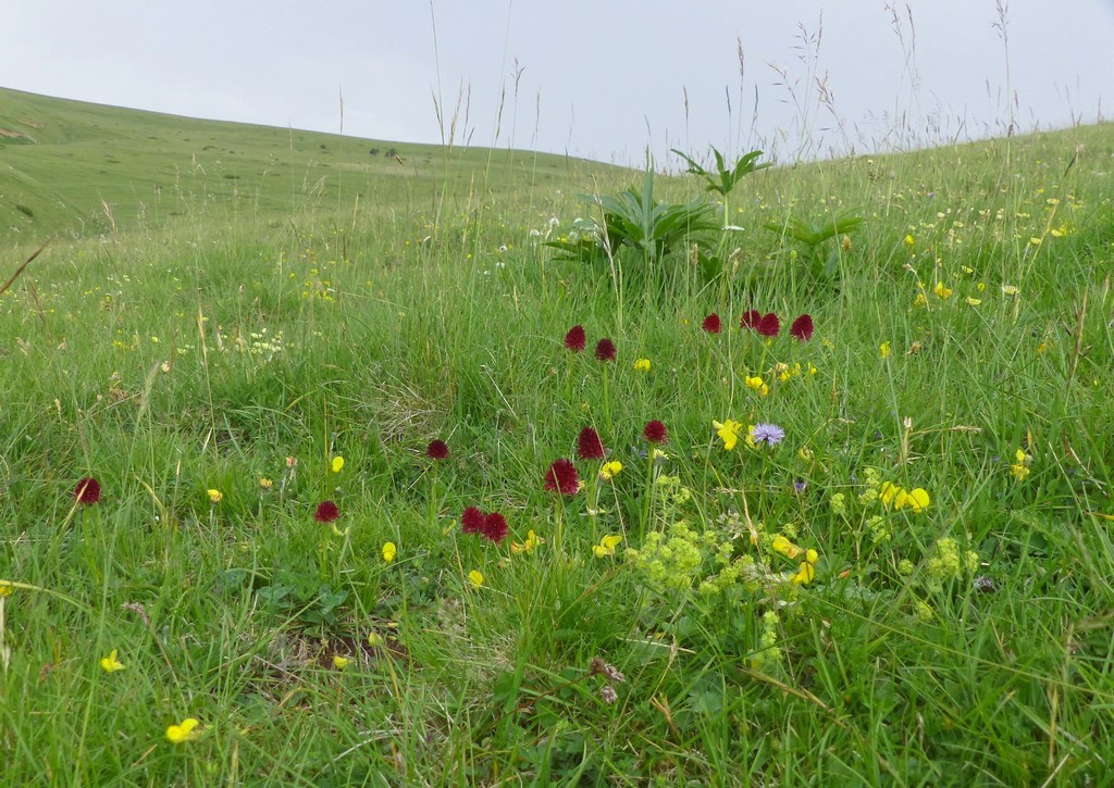 Nigritella gabasiana - Andorra e Catalogna 25_29 giugno 2016