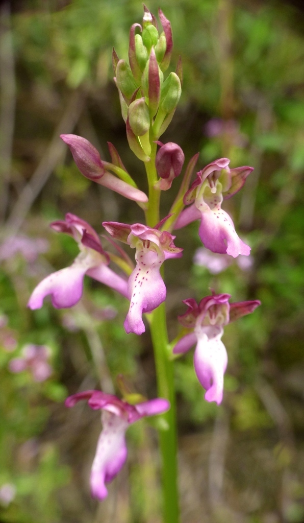 Orchis x willingiorum (O.provincialis  x O.spitzelii) in Grecia 2016