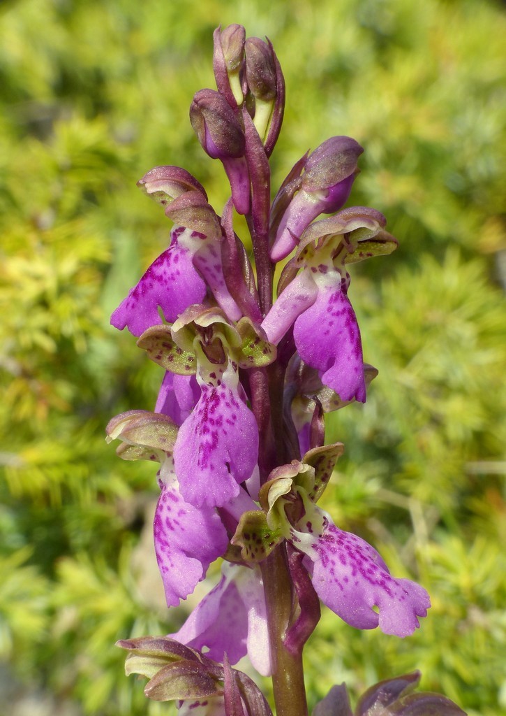 Orchis spitzelii / Orchide di Spitzel