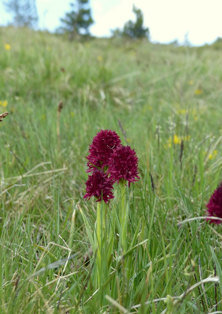 Nigritella gabasiana - Andorra e Catalogna 25_29 giugno 2016