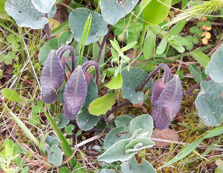 Aristolochia cretica -  aprile 2016