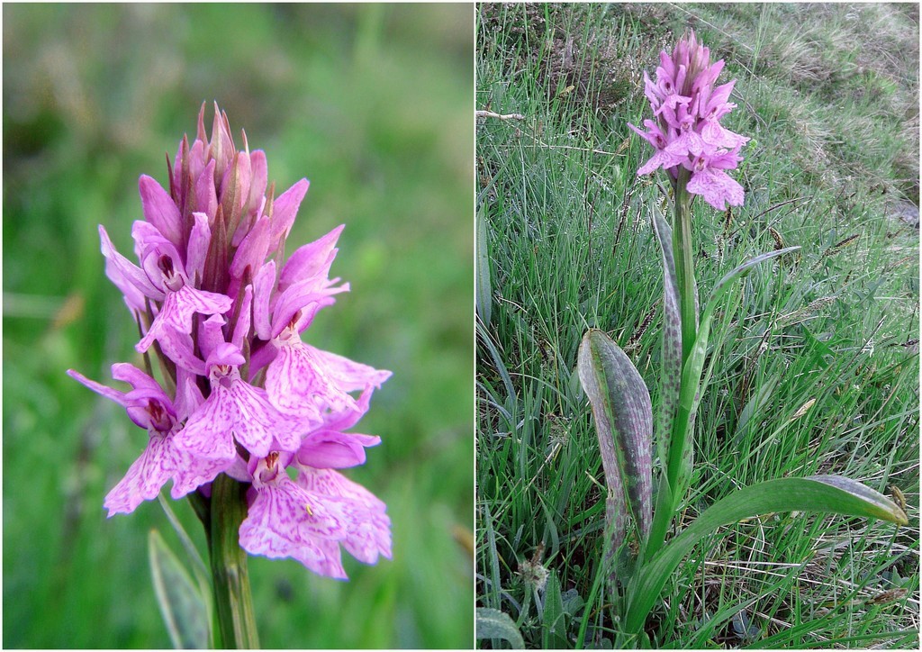 Dactylorhiza e Pirenei orientali: Encamp, Col de Puymorens, Montgrony giugno 2016