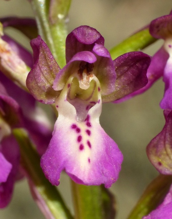 Orchis x willingiorum (O.provincialis  x O.spitzelii) in Grecia 2016