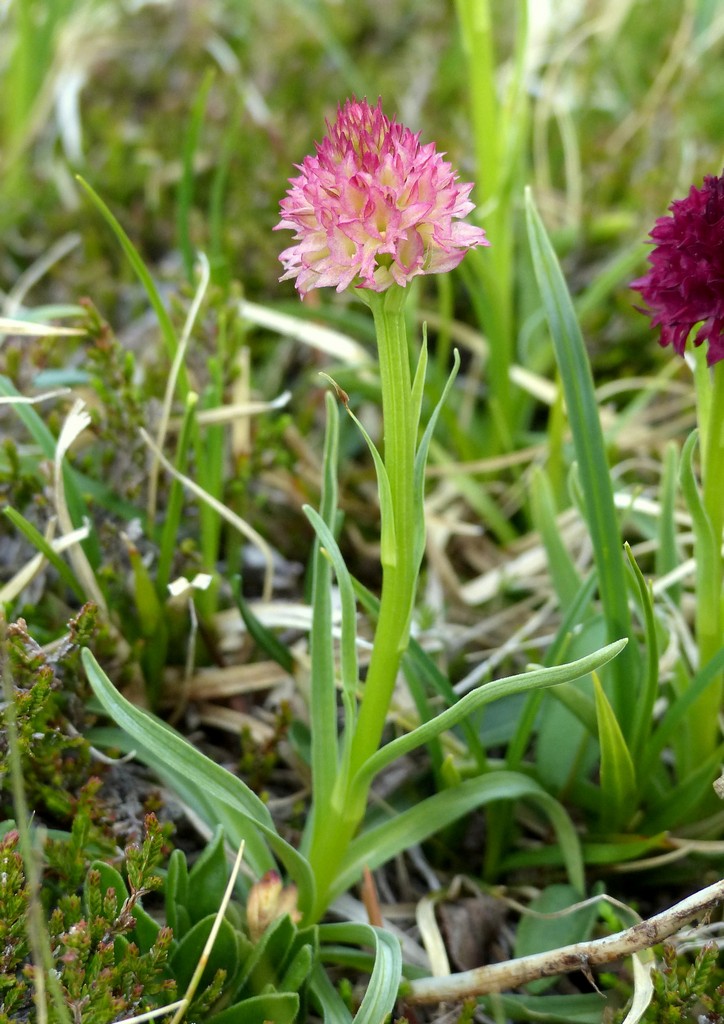 Nigritella gabasiana - Andorra e Catalogna 25_29 giugno 2016