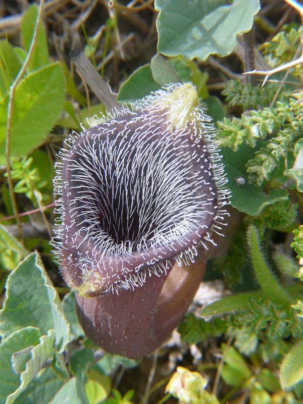 Aristolochia cretica -  aprile 2016