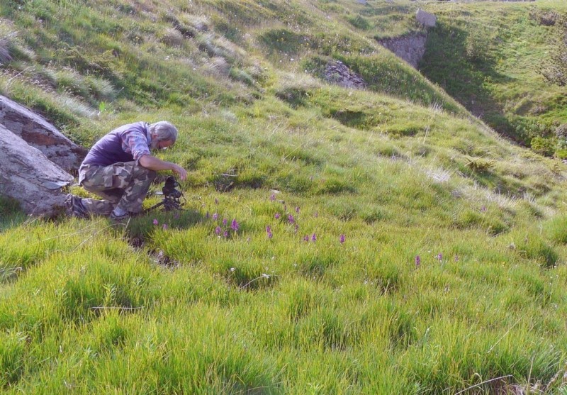 Dactylorhiza e Pirenei orientali: Encamp, Col de Puymorens, Montgrony giugno 2016