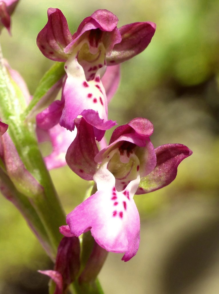 Orchis x willingiorum (O.provincialis  x O.spitzelii) in Grecia 2016