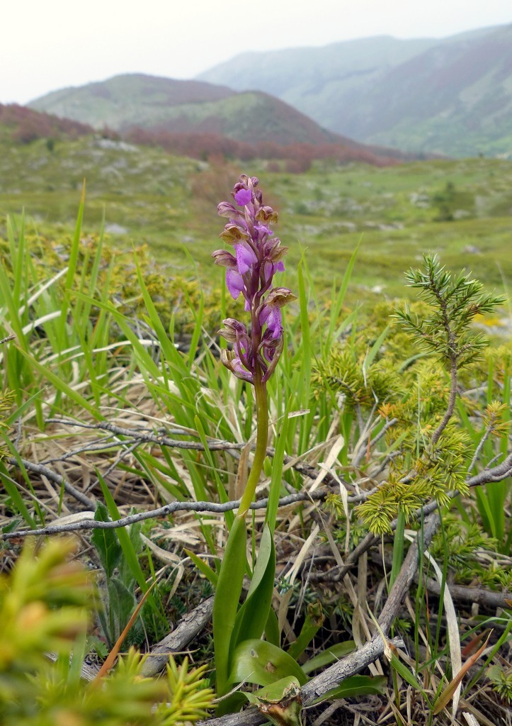 Orchis spitzelii / Orchide di Spitzel