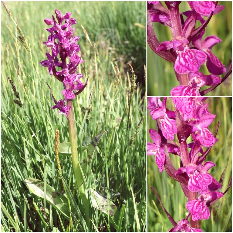 Dactylorhiza e Pirenei orientali: Encamp, Col de Puymorens, Montgrony giugno 2016