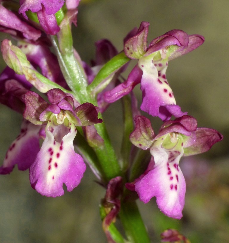 Orchis x willingiorum (O.provincialis  x O.spitzelii) in Grecia 2016