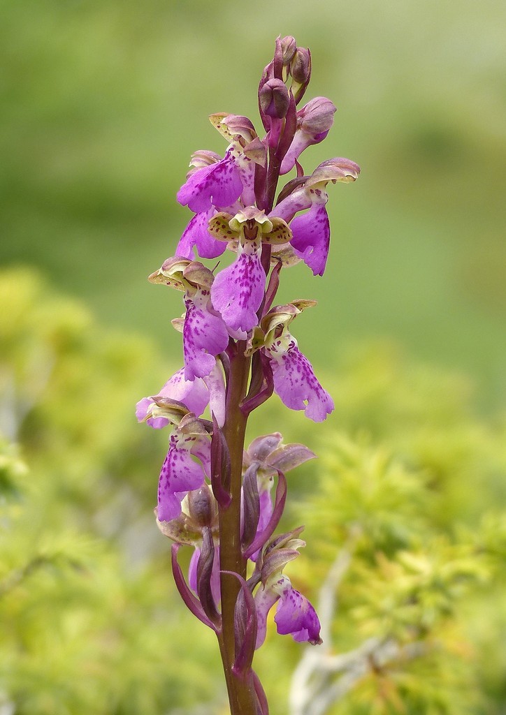 Orchis spitzelii / Orchide di Spitzel