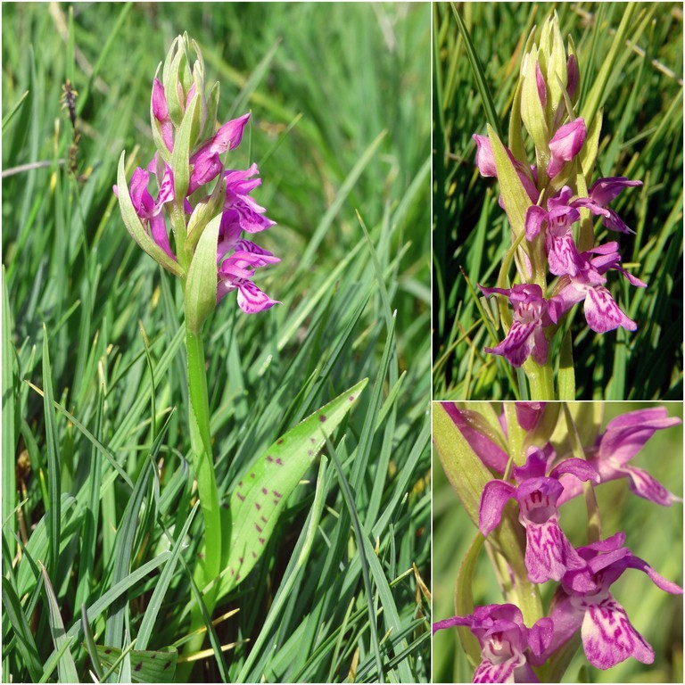 Dactylorhiza e Pirenei orientali: Encamp, Col de Puymorens, Montgrony giugno 2016