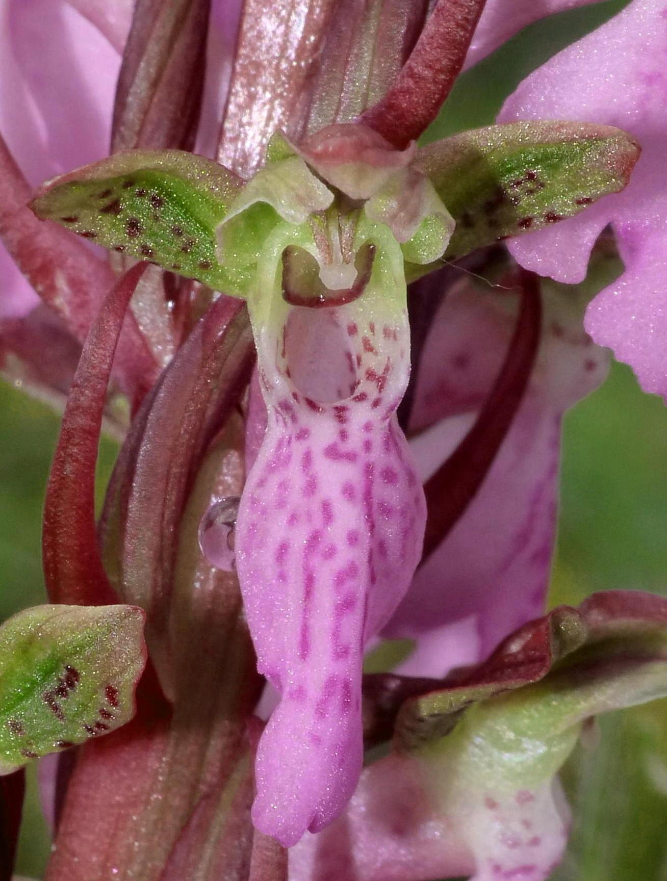 Orchis spitzelii / Orchide di Spitzel