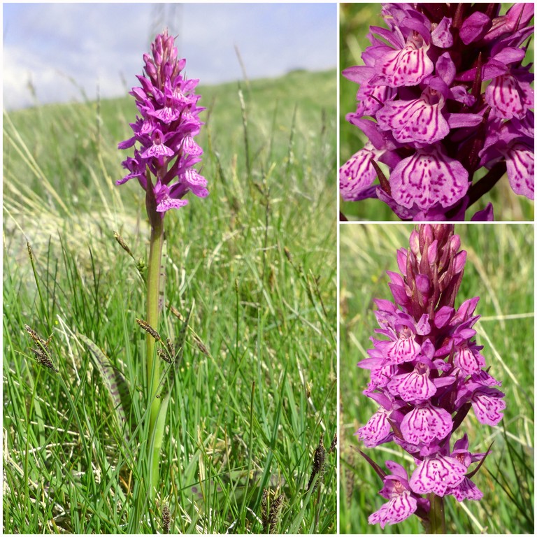 Dactylorhiza e Pirenei orientali: Encamp, Col de Puymorens, Montgrony giugno 2016