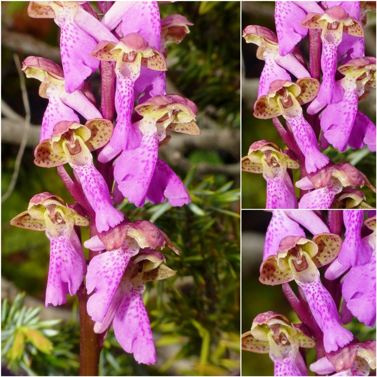 Orchis spitzelii / Orchide di Spitzel