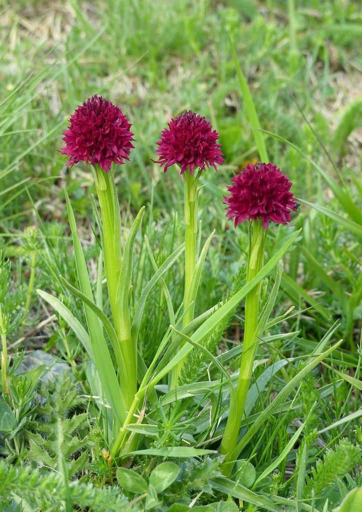 Nigritella gabasiana - Andorra e Catalogna 25_29 giugno 2016