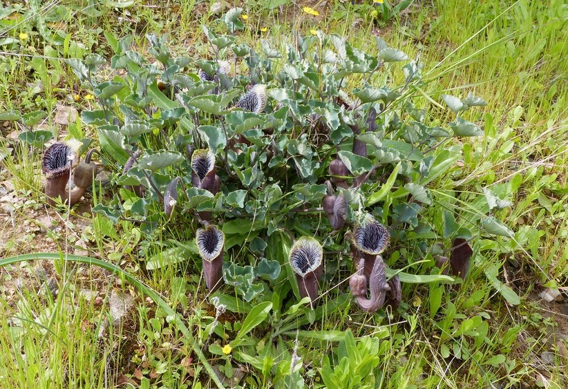 Aristolochia cretica -  aprile 2016