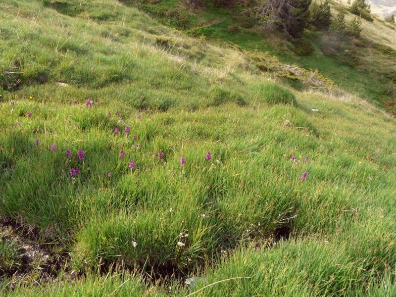 Dactylorhiza e Pirenei orientali: Encamp, Col de Puymorens, Montgrony giugno 2016