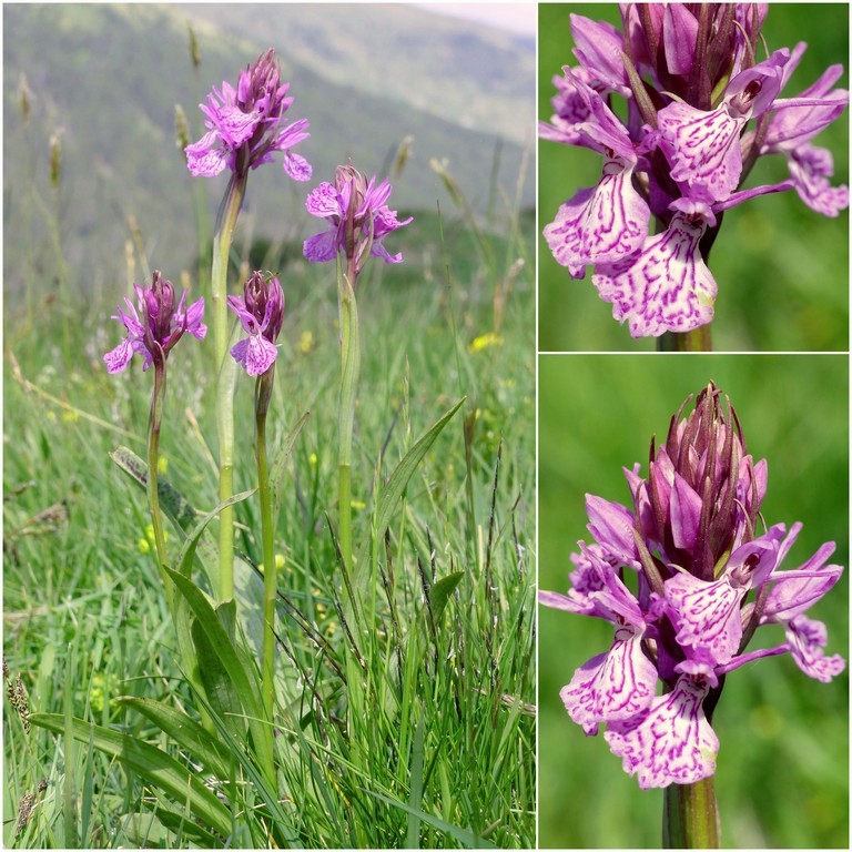 Dactylorhiza e Pirenei orientali: Encamp, Col de Puymorens, Montgrony giugno 2016