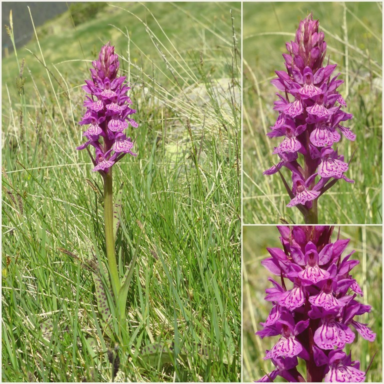 Dactylorhiza e Pirenei orientali: Encamp, Col de Puymorens, Montgrony giugno 2016