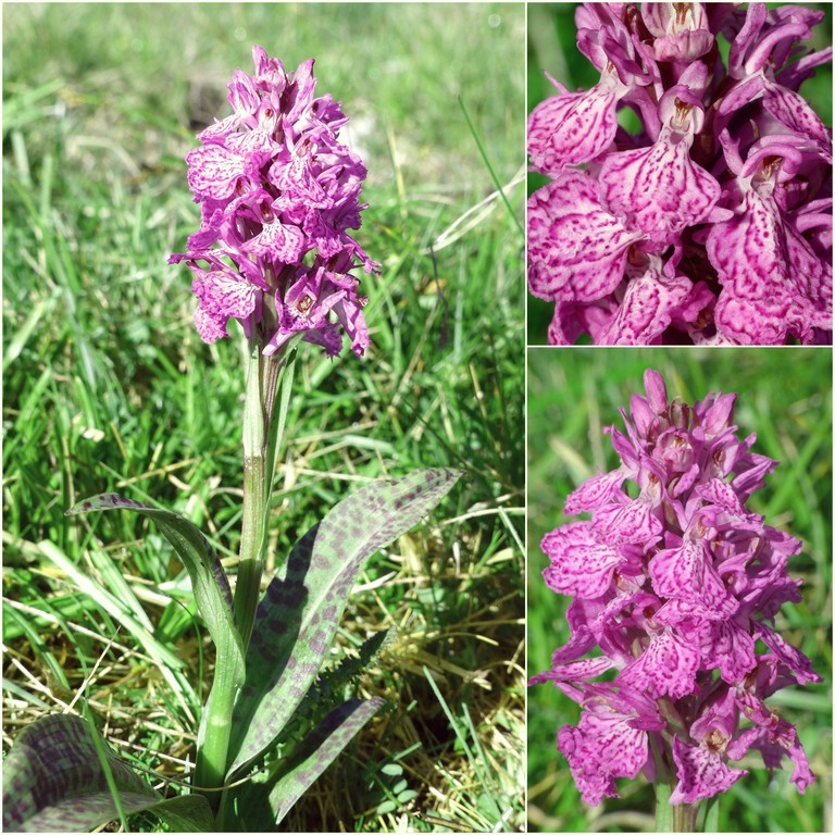 Dactylorhiza e Pirenei orientali: Encamp, Col de Puymorens, Montgrony giugno 2016