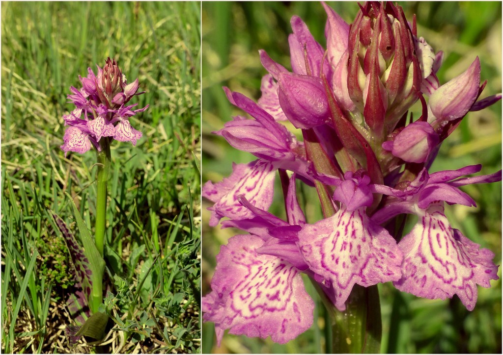 Dactylorhiza e Pirenei orientali: Encamp, Col de Puymorens, Montgrony giugno 2016