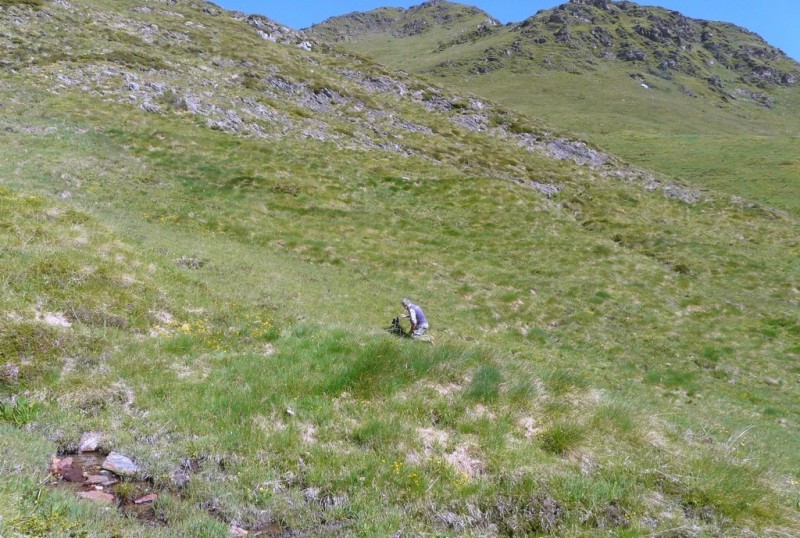 Dactylorhiza e Pirenei orientali: Encamp, Col de Puymorens, Montgrony giugno 2016