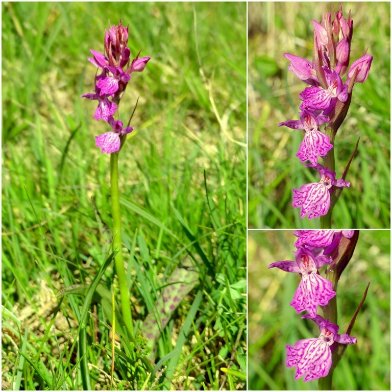 Dactylorhiza e Pirenei orientali: Encamp, Col de Puymorens, Montgrony giugno 2016