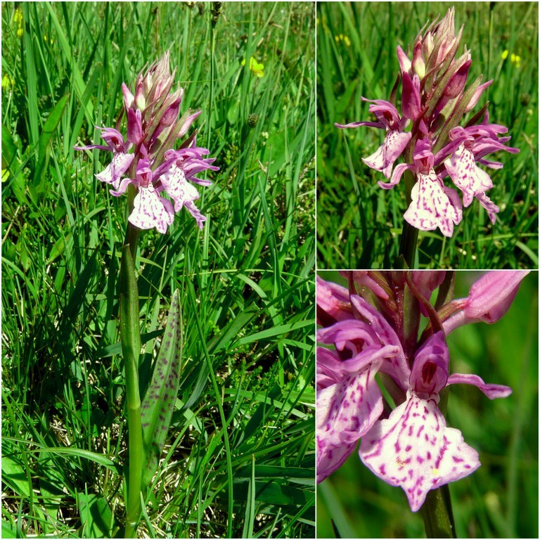 Dactylorhiza e Pirenei orientali: Encamp, Col de Puymorens, Montgrony giugno 2016