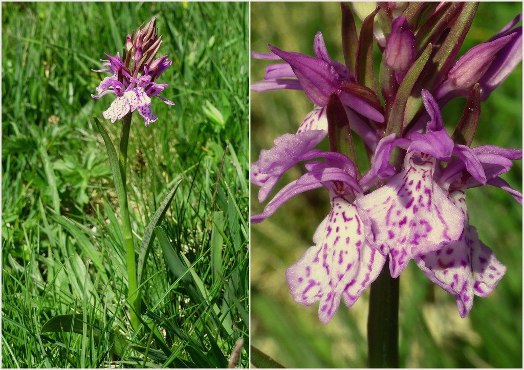 Dactylorhiza e Pirenei orientali: Encamp, Col de Puymorens, Montgrony giugno 2016