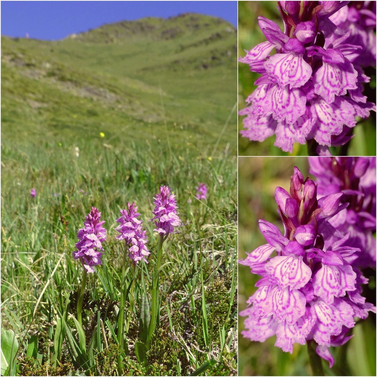 Dactylorhiza e Pirenei orientali: Encamp, Col de Puymorens, Montgrony giugno 2016