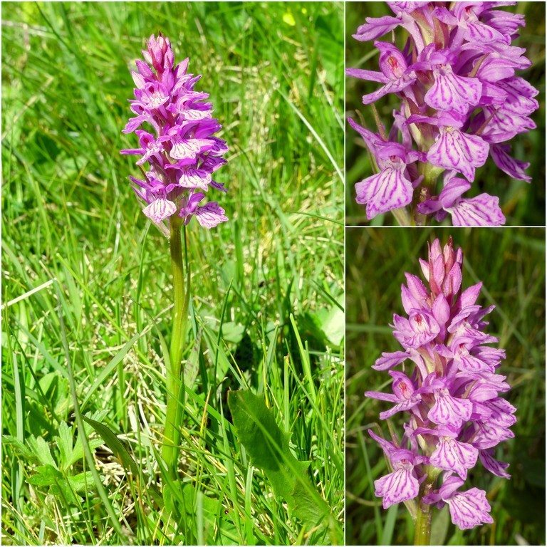 Dactylorhiza e Pirenei orientali: Encamp, Col de Puymorens, Montgrony giugno 2016