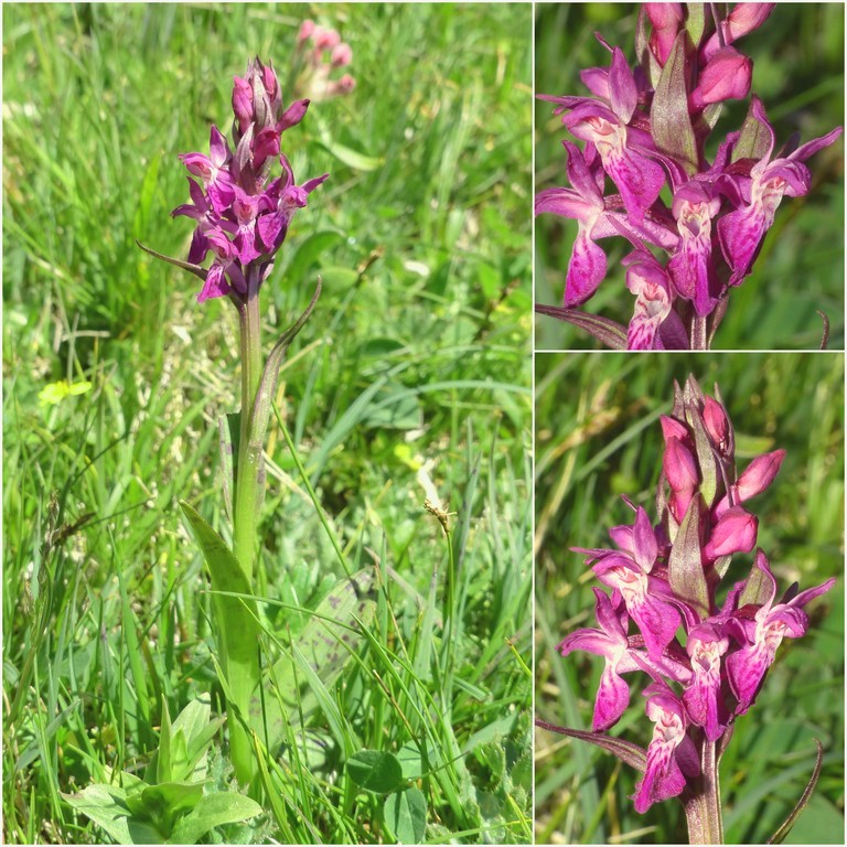 Dactylorhiza e Pirenei orientali: Encamp, Col de Puymorens, Montgrony giugno 2016