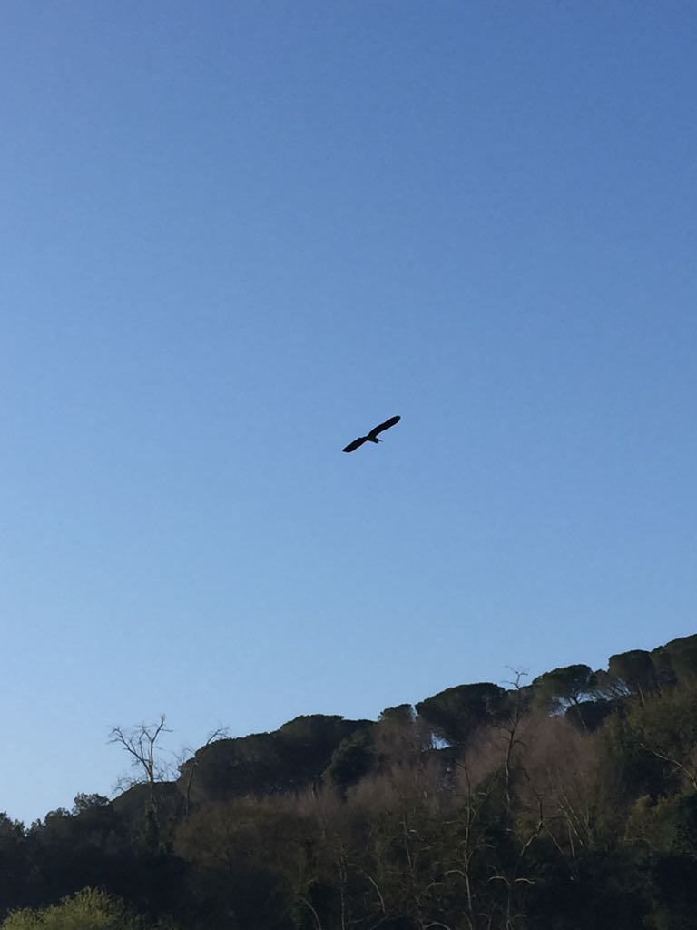 Airone????  S, Airone cenerino (Ardea cinerea)