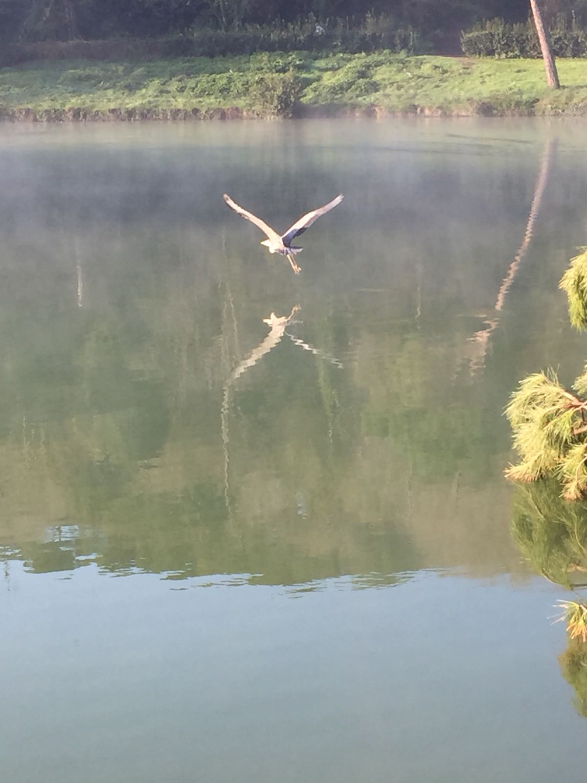 Airone????  S, Airone cenerino (Ardea cinerea)